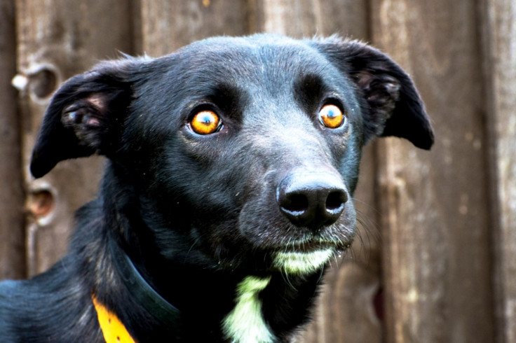 Jim, the orange eyed Lurcher