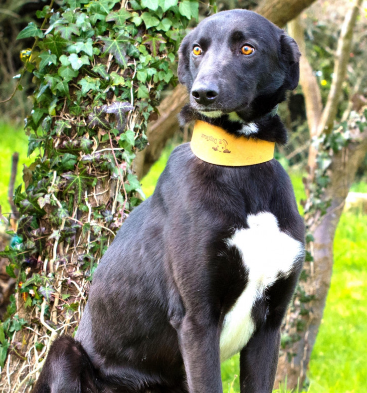 Jim, the orange eyed Lurcher