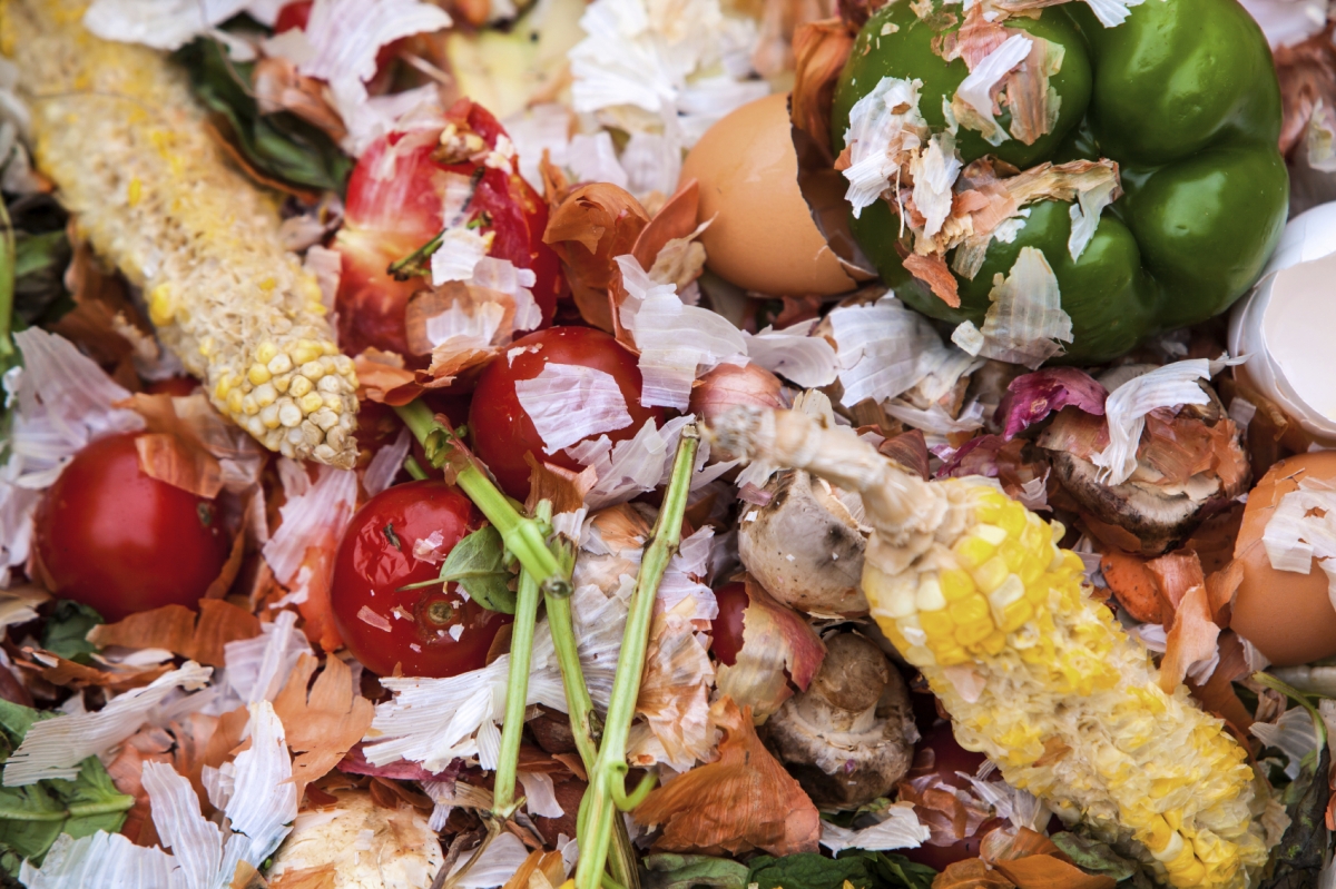 What Is Food Waste