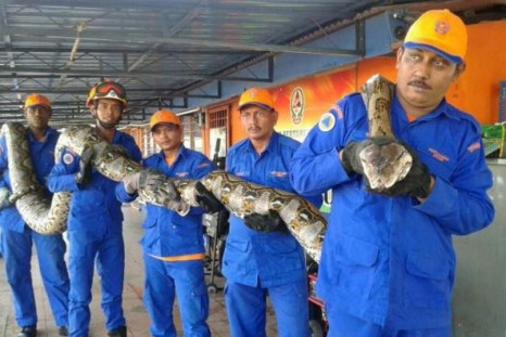 World's longest python