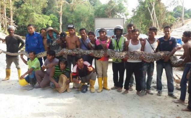 Big Snake