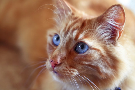 File Photo: Ginger Cat