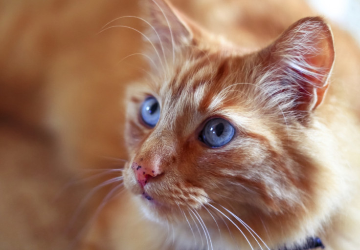 File Photo: Ginger Cat