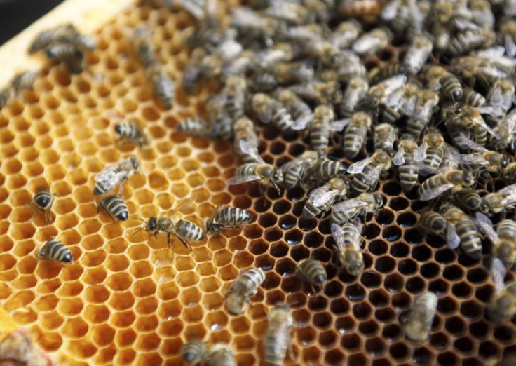 Deadly Honey Bees Virus Is Transmitted by Mites, Says Scientists Deadly Honey Bees Virus Is Transmitted by Mites, Says Scientists