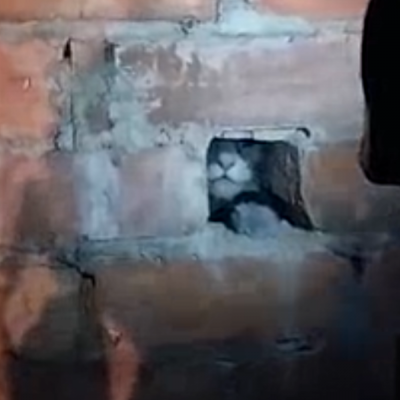 Cat stuck in chimney
