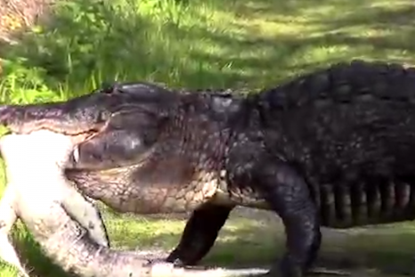 Alligator eats alligator