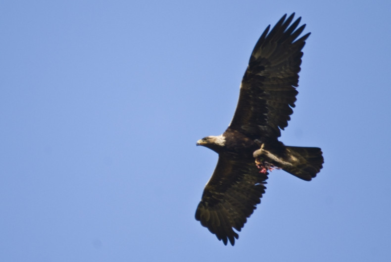 golden eagle lake district extinct 2016