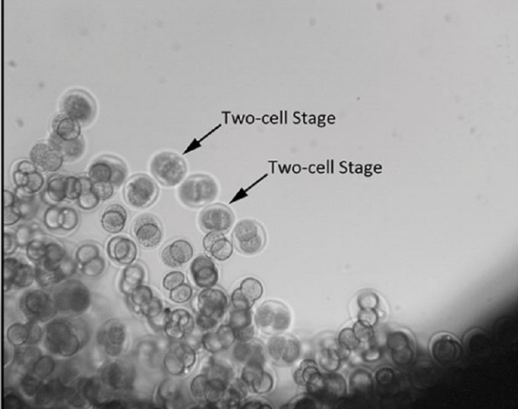 mouse embryo space