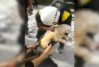 Ecuador: Emergency workers rescue dog from rubble