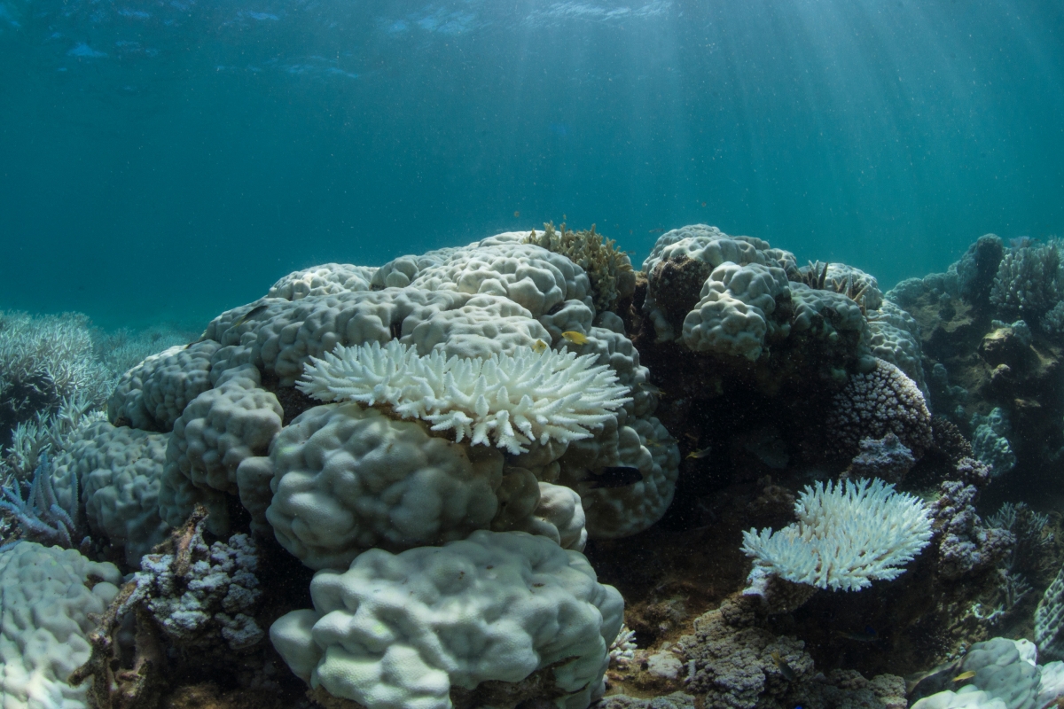 Great Barrier Reef crumbling under strain of 'worst-ever' coral ...