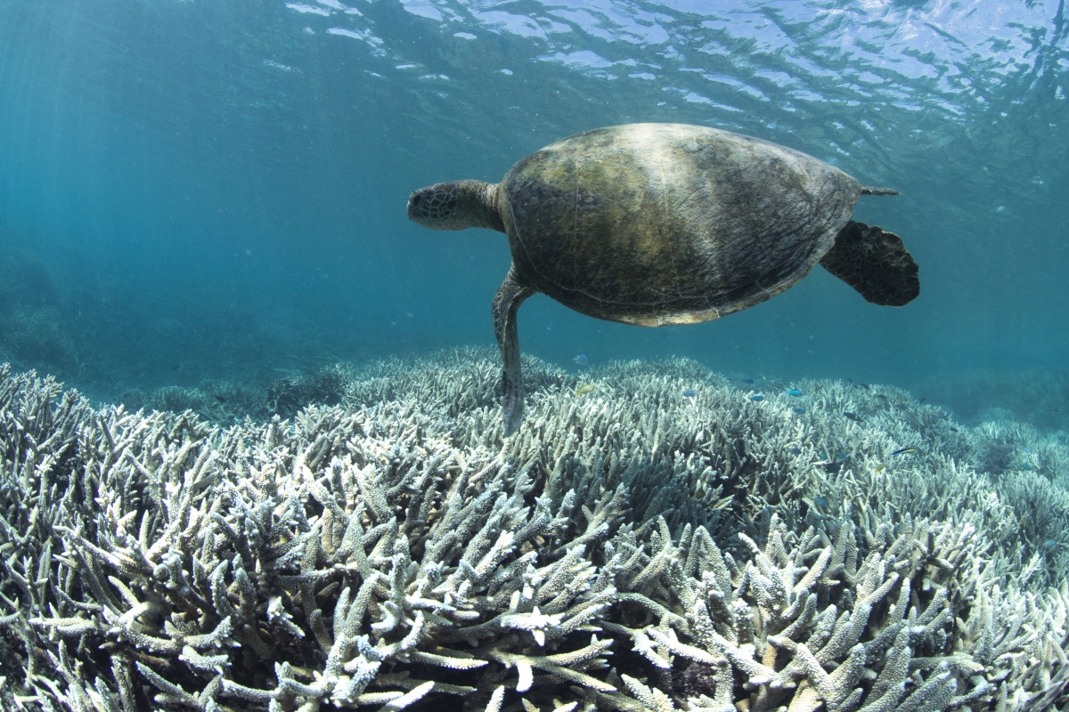 Great Barrier Reef: Alarm bells ring over rising coral deaths due to ...