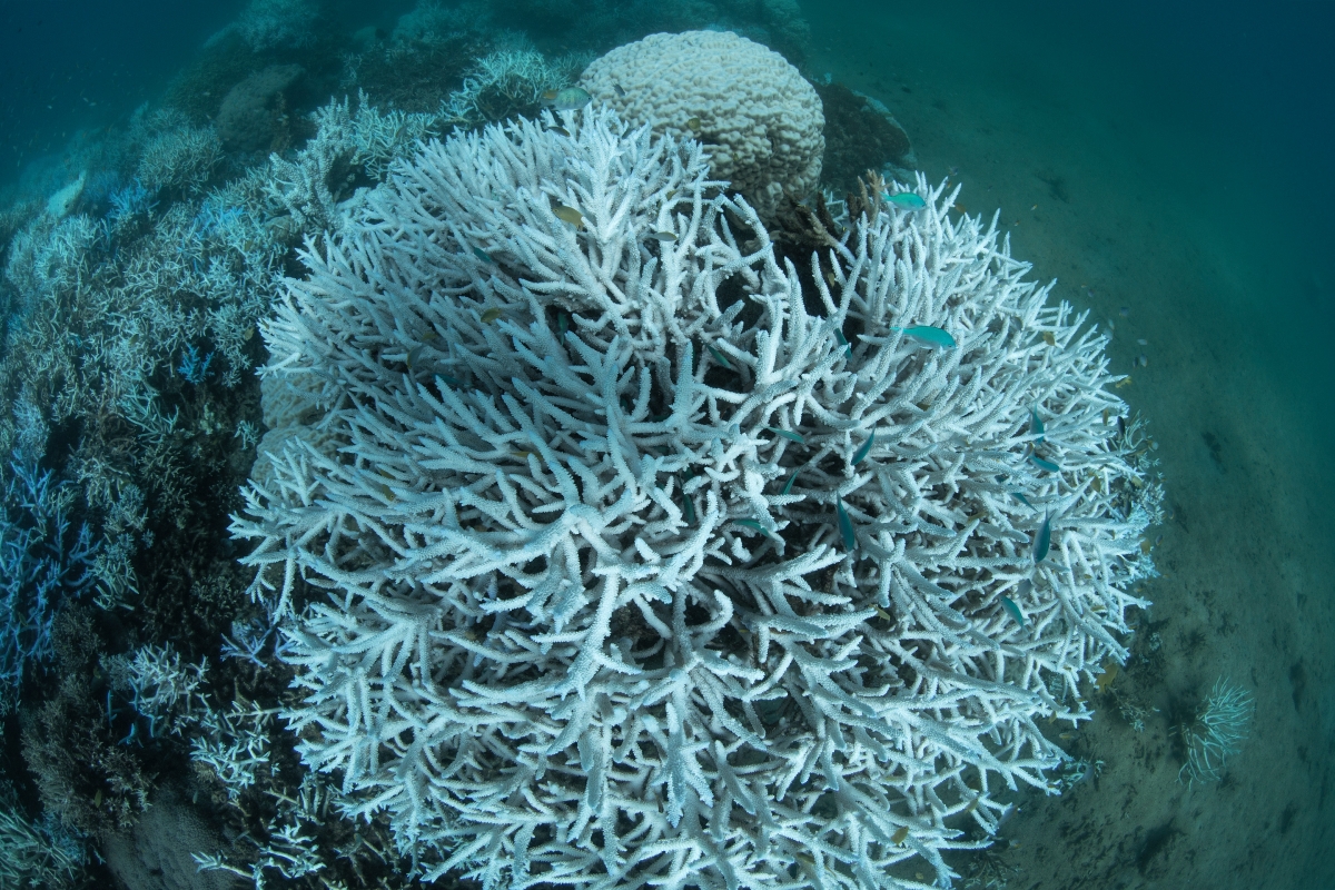 great barrier reef dead