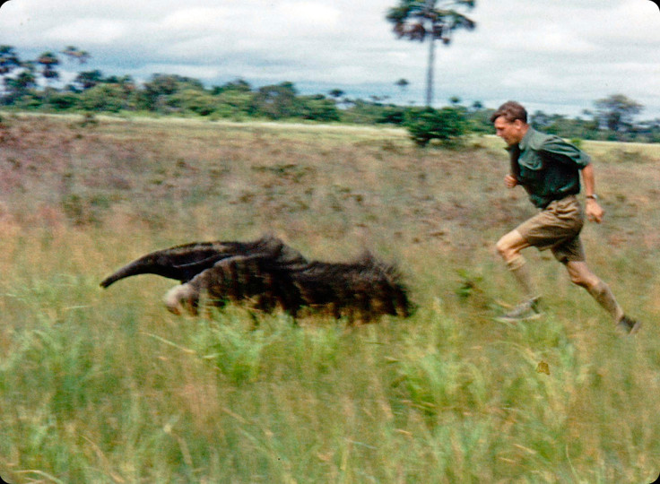 sir david attenborough