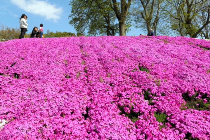 pink moon flowers