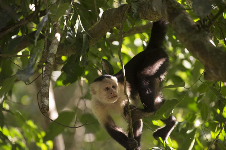 Cebus capucinu monkey