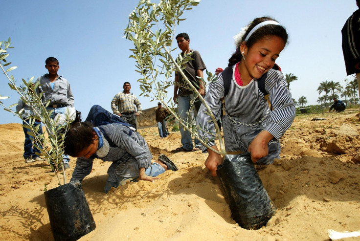 Tree plantation drive