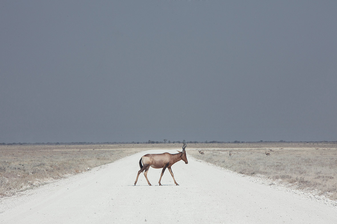 Sony World Photography Awards 2016