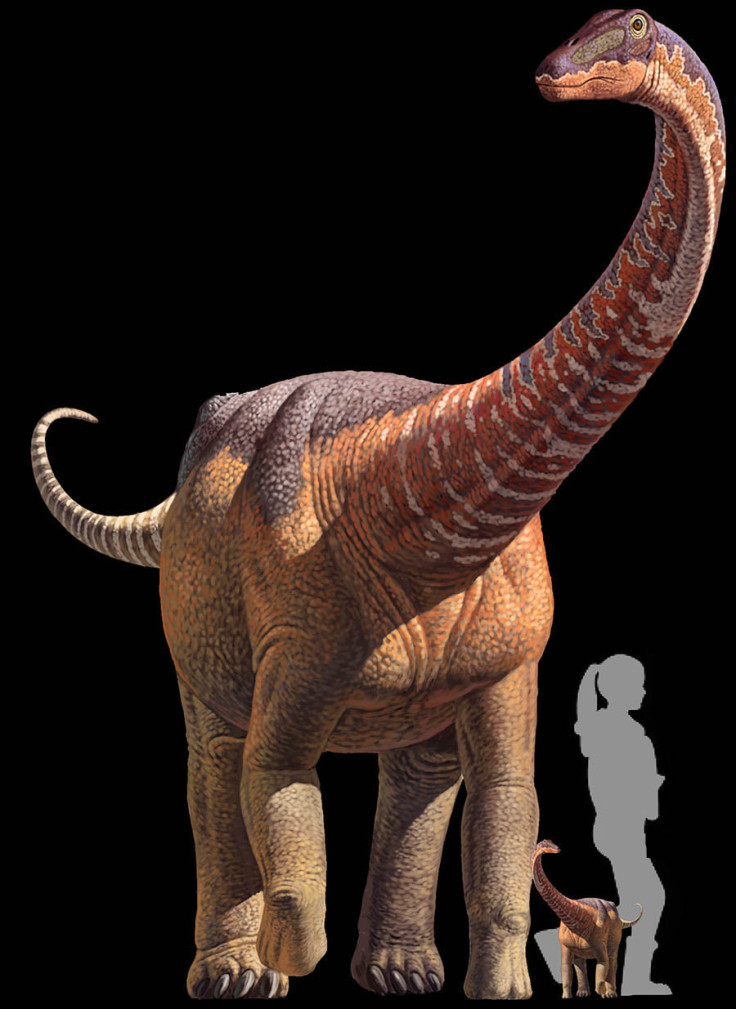 Rapetosaurus perinate