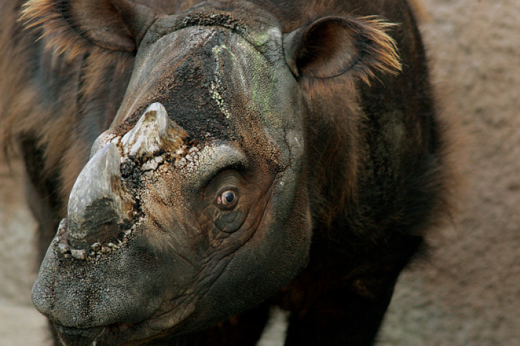 sumatran rhinos