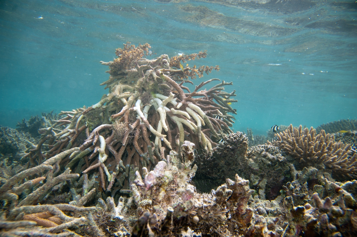 Staghorn coral: Species responsible for reef growth in sharp decline ...