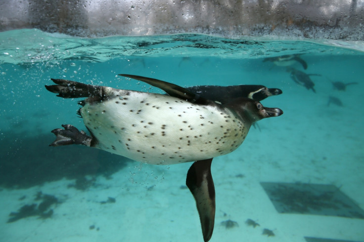 Humboldt penguins swim at London Zoo