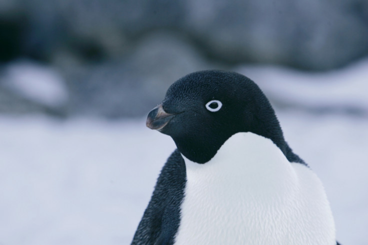 Adelie penguins in Antarctica