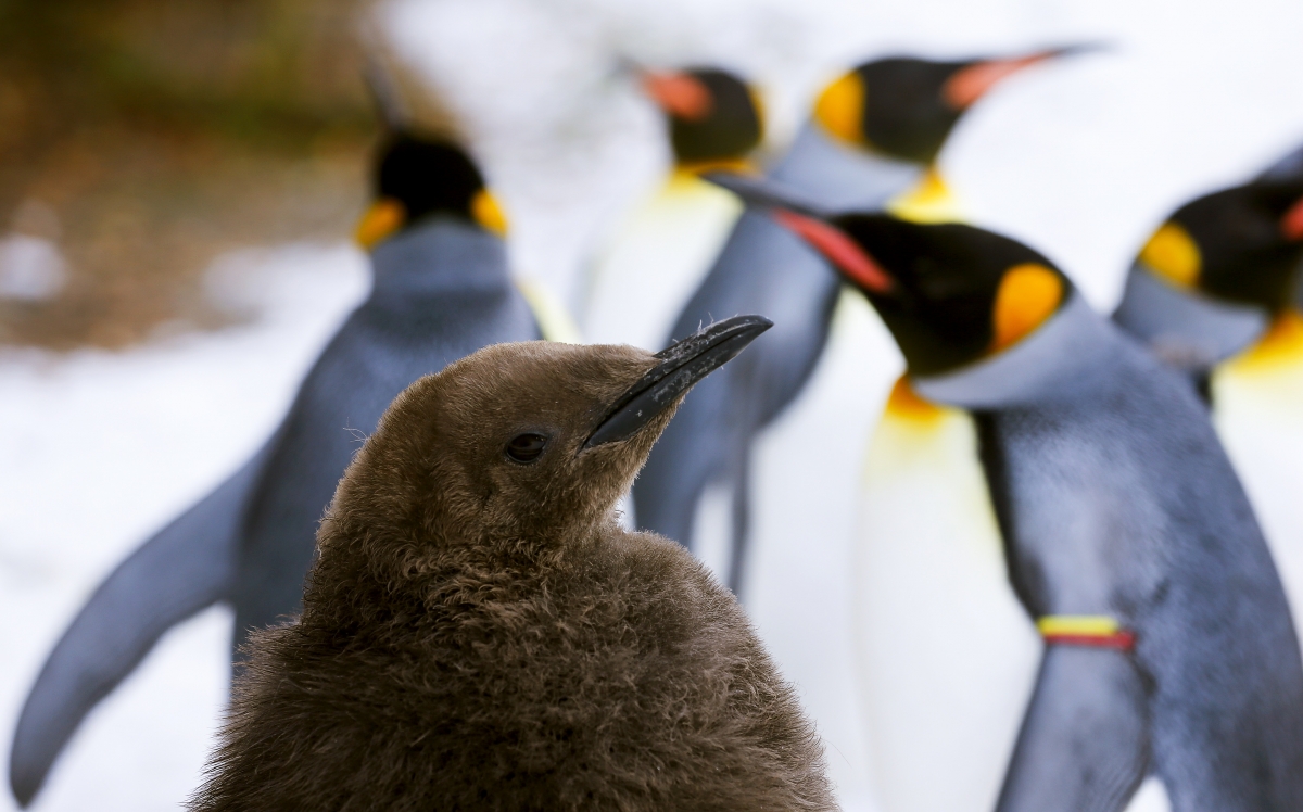 Young king penguin in Zurich Zoo Young king penguin in Zurich Zoo