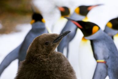 Young king penguin in Zurich Zoo