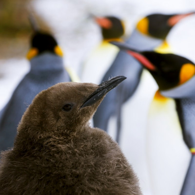 Young king penguin in Zurich Zoo