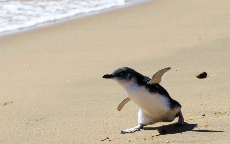 A penguin chick running on the beach