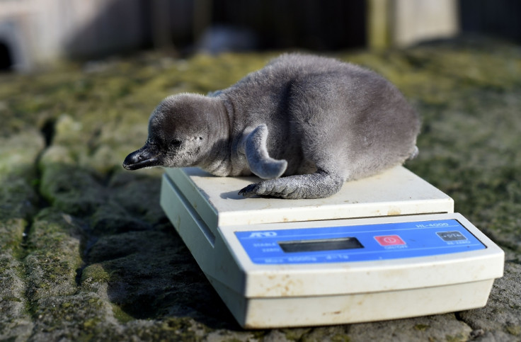Baby humboldt penguin being weighed