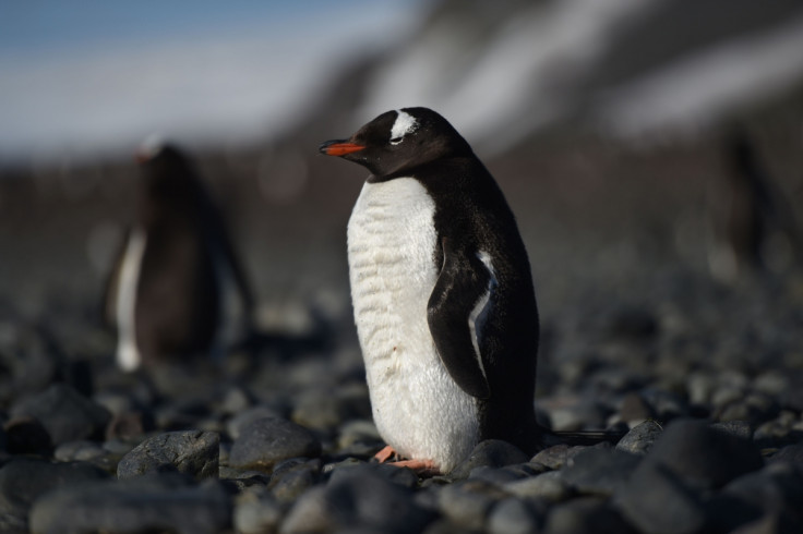 Gentoo penguins in Antarctica