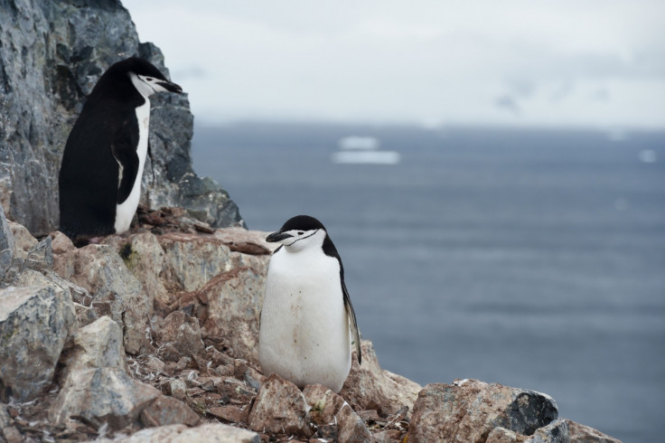 Chinstrap penguins in Antarctica