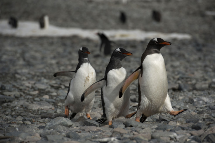 Gentoo penguins waddle over rocks in Antarctica