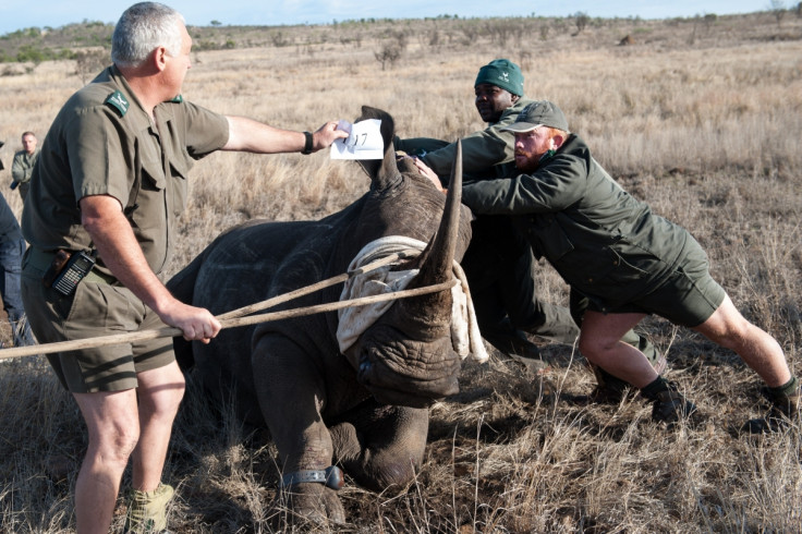 Connected conservation for rhinos in South Africa