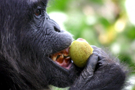 chimp fig