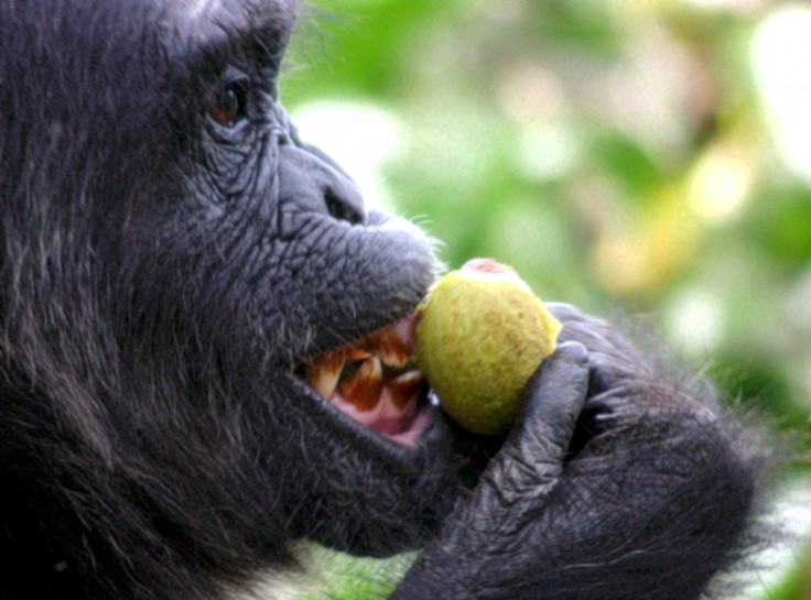 chimp fig