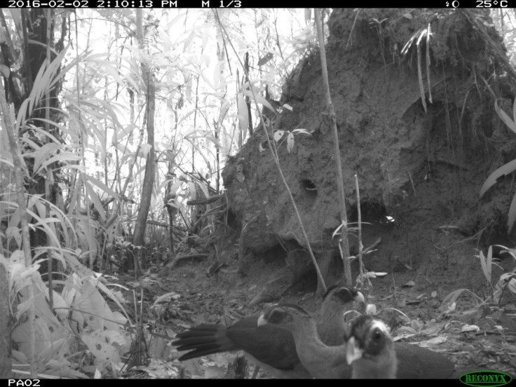 Nocturnal Curassow