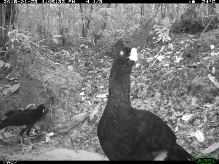 Salvin’s Curassow