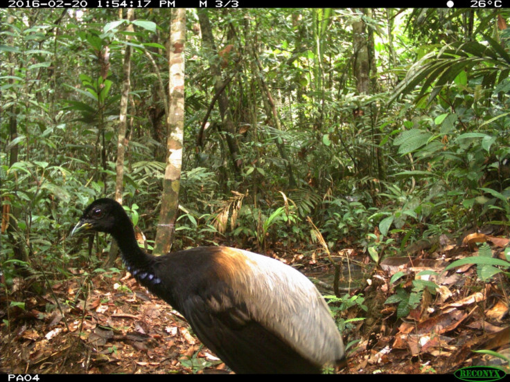 Grey-winged Trumpeter