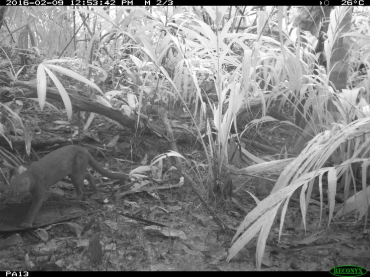 Jaguarundi