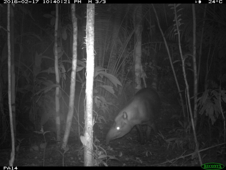 South American tapir