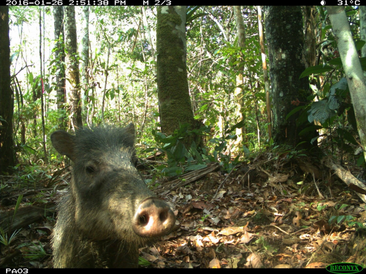 White-lipped peccarie White-lipped peccarie