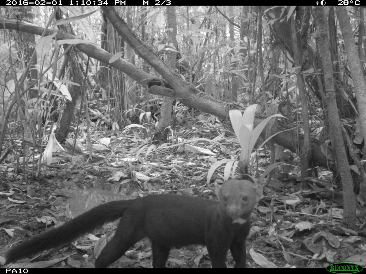 Wildlife camera traps and drones reveal unexplored area of Amazon