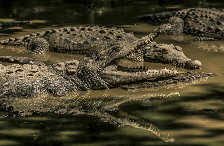 Crocodiles