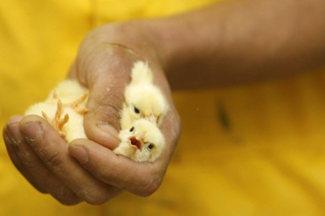 male chicks slaughtered