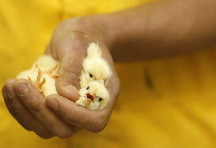 male chicks slaughtered
