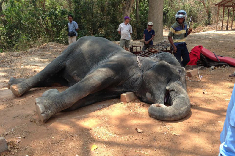 elephant cambodia