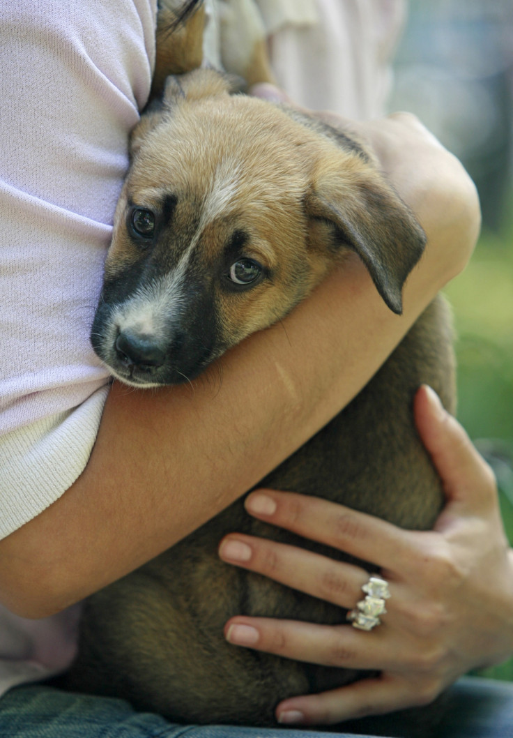 Puppy being adopted