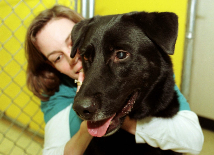 Dogs do not feel comfortable being hugged, animal psychologist says